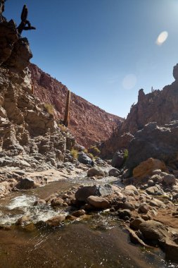 Kaktüs ve Guatin Kanyonu. Atacama, Antofagasta.