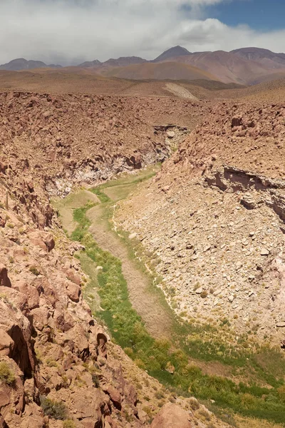 Kaktus und Guatin Canyon. Atacama, Antofagasta. — Stockfoto