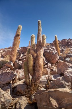 Kaktüs ve Guatin Kanyonu. Atacama, Antofagasta.