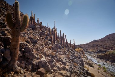 Kaktüs ve Guatin Kanyonu. Atacama, Antofagasta.