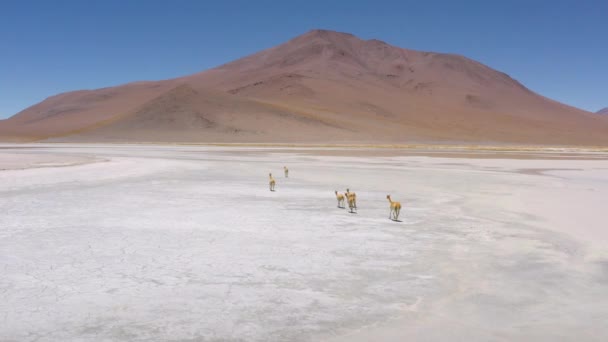 Vue aérienne des sources thermales de Polques - Sud de la Bolivie . — Video