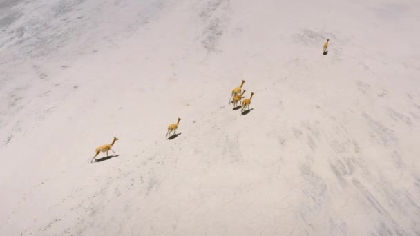 Letecký záběr na horké prameny Polques - jižně od Bolívie. — Stock video
