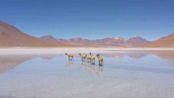 Flygfoto på Polques varma källor - söder om Bolivia. — Stockvideo