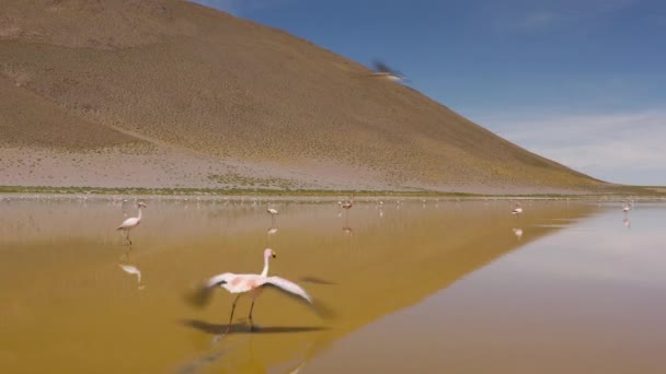 Flygfoto på Polques varma källor - söder om Bolivia. — Stockvideo