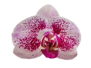 Beyaz ve Pembe Çok Renkli Orkide Çiçeği, Makro Fotoğrafçılık, I