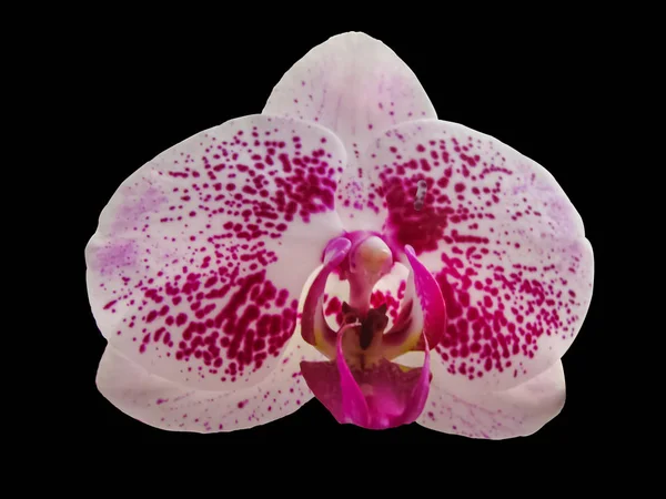 Biały i różowy kwiat orchidei, makrofotografia, I — Zdjęcie stockowe