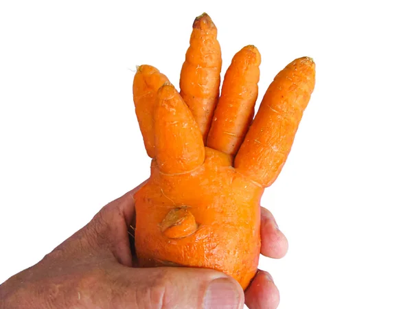 Zanahoria inusual en forma de cepillo en mano humana aislada en la espalda blanca — Foto de Stock