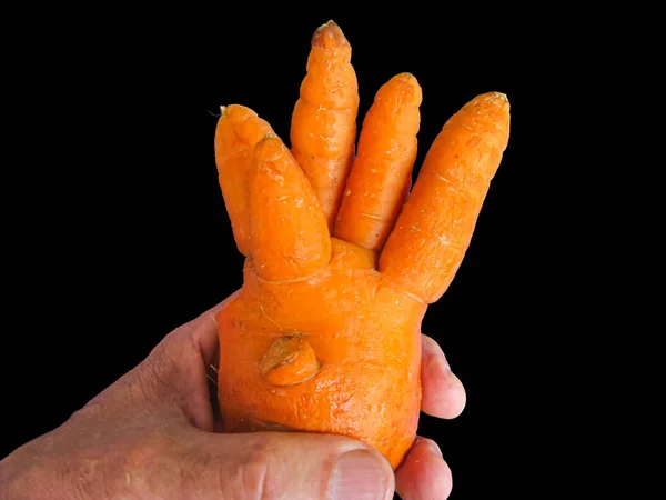 Zanahoria inusual en forma de cepillo en mano humana aislada en la espalda negra — Foto de Stock