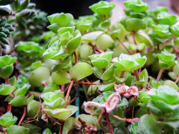 Crassula Rock Rock Rupestris, forma un tappeto verde in una collezione — Foto Stock