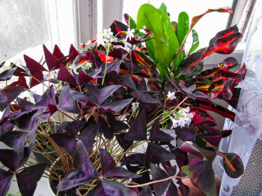 Çiçekli bitki Oxalis Regnella Üçgen ve Croton Kodyum Mam