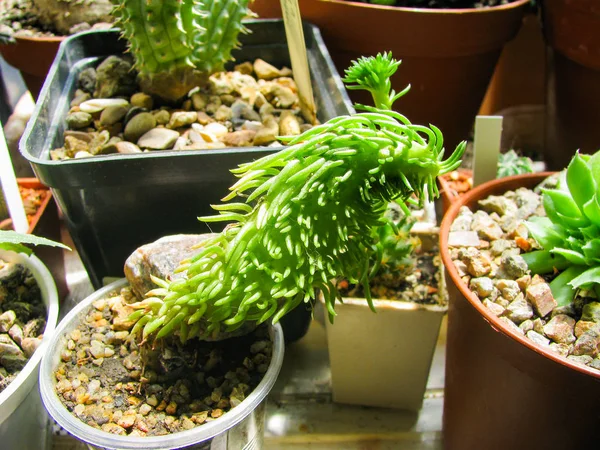 Villadii Batesa Plant, Crested Form, Close-Up in the Home Collec — ストック写真