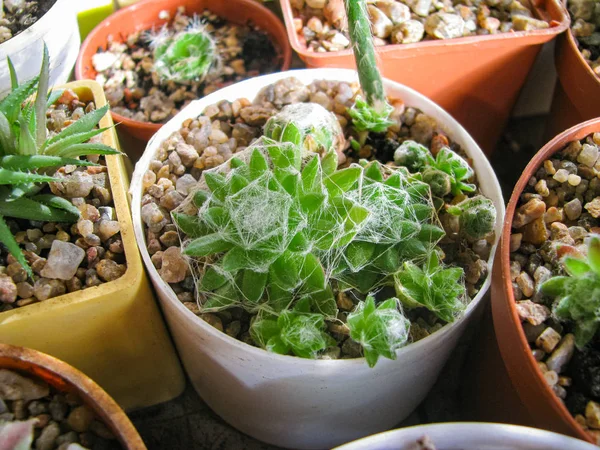 Sempervivum Arachnoideum Plant, bedekt met spinnenwebben, Close-up, — Stockfoto