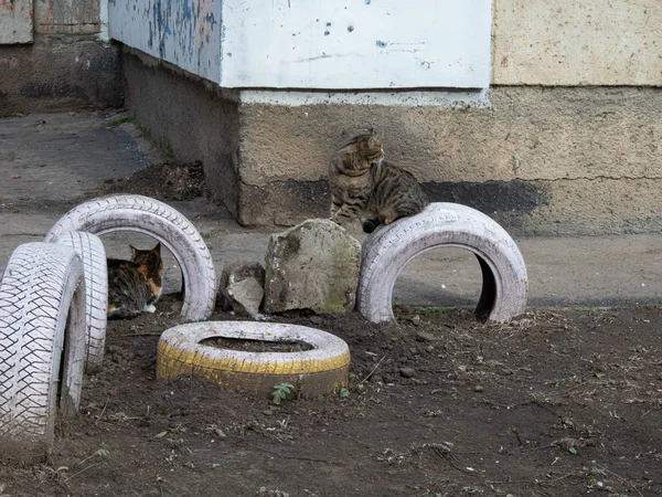 Comunidade Felina. Manchado está escondido debaixo de um pneu de carro. Cinza com — Fotografia de Stock