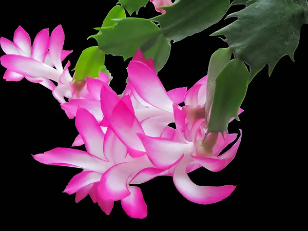 Fioritura cactus Schlumberger, petali delicati bianchi e rossi, I — Foto Stock