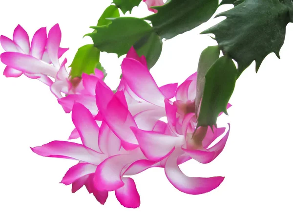 Cactus Schlumberger en flor, Pétalos blancos y rojos delicados, I —  Fotos de Stock