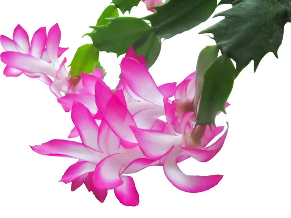 Blossoming Schlumberger Cactus, White and Red Delicate Petals, I — Stock Image Blossoming Schlumberger Cactus, White and Red Delicate Petals, I Royalty Free Stock Images