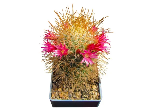 Cactus floreciente Mammillaria magnifica, una hermosa corola de r — Foto de Stock