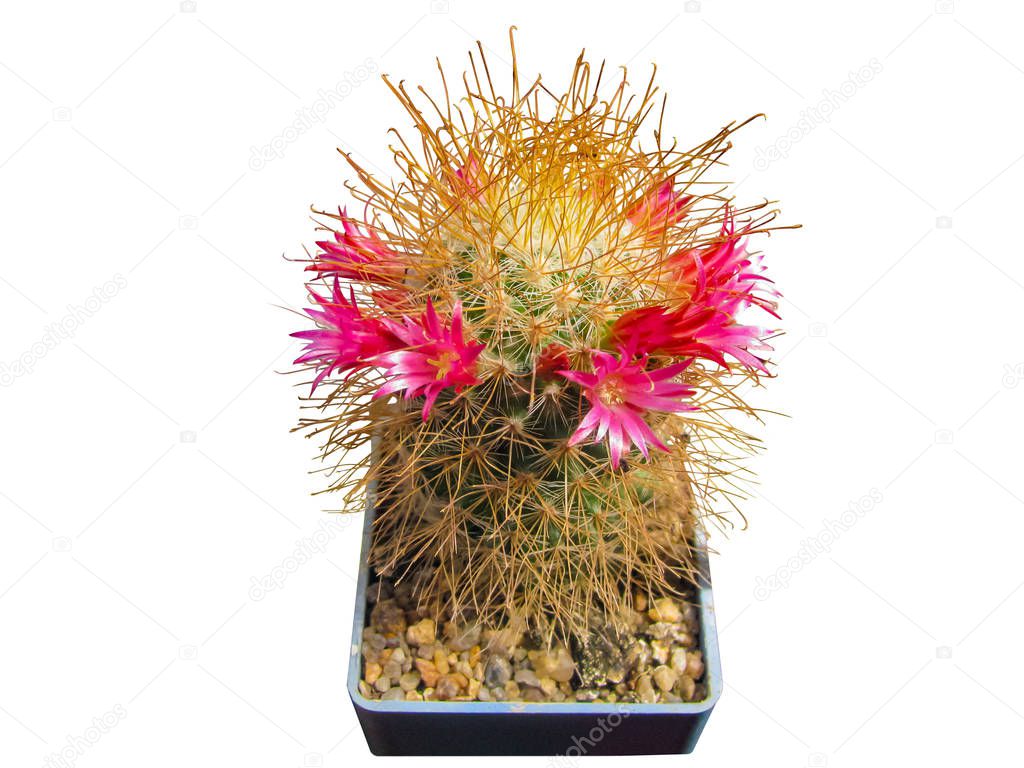 Flowering cactus Mammillaria magnifica, a beautiful corolla of r