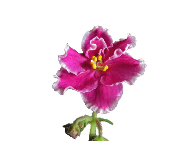 Ανθισμένη Violet ροζ-λευκό, υβρίδιο, Terry, μεγάλο άνθος, κοντά — Φωτογραφία Αρχείου