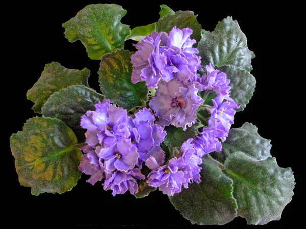 Plante cu flori luxuriante Violet Uzambara, Terry, hibrid, violet, Ma — Fotografie, imagine de stoc