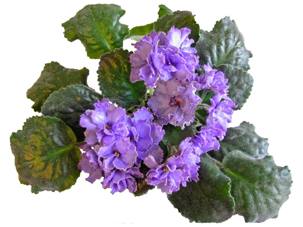 Blomväxter Violett Uzambara, Terry, Hybrid, Lila, Ma — Stockfoto