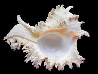 Deniz kabuğu yumuşakça Murex Ramosus, Chicoreus. Bl 'da İzole Edildi