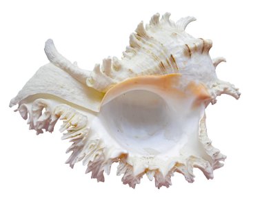 Deniz kabuğu yumuşakça Murex Ramosus, Chicoreus. Yalıtılmış Saat