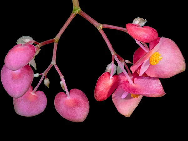 Flores y brotes rosados rojos Begonia Coctel de plantas Macro, aislado —  Fotos de Stock