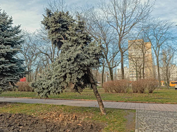 Blauwe sparren groeien schuin in een park — Stockfoto