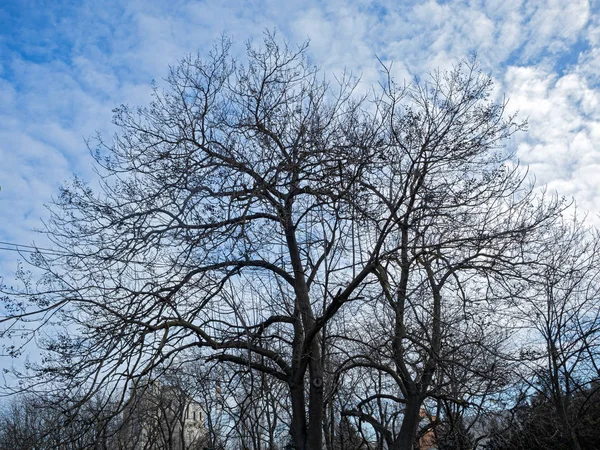 Les branches sombres et nues de l'arbre s'étendent jusqu'au ciel azur et — Photo