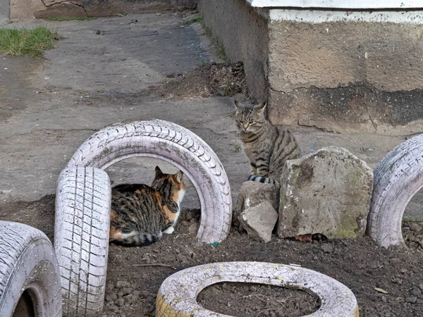 Jogos Do Gatinho Com Linha Vermelha Imagem de Stock - Imagem de branco,  felino: 75793509