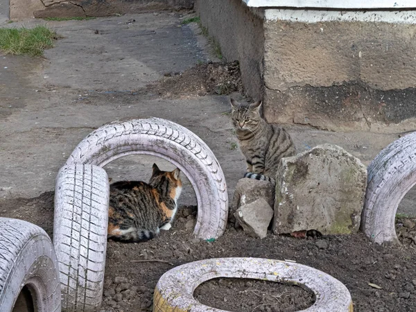 Δύο Γάτες Κοιτάζονται Έντονα Και Προσεκτικά Περιμένοντας Μια Βολική Στιγμή — Φωτογραφία Αρχείου