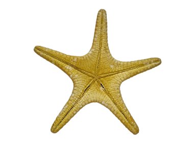 Uzun Omurga Denizyıldızı 'nın alt görüntüsü. Rays ve Ambulacral Bacakları boyunca görünen Açık Çimenler, Yakın plan, Makro Çekim, Beyaz Arkaplanda İzole Edilmiş