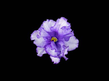 Uzambara Violet, Hybrid, Half-Double, White-Violet Flower, Close-Up, Macro Fotoğrafçılık.