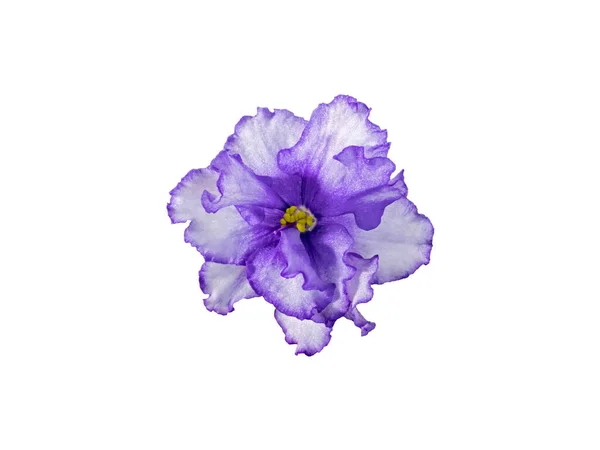Uzambara Violet Hybrid Half Double White Violet Flower Close Macro — стокове фото