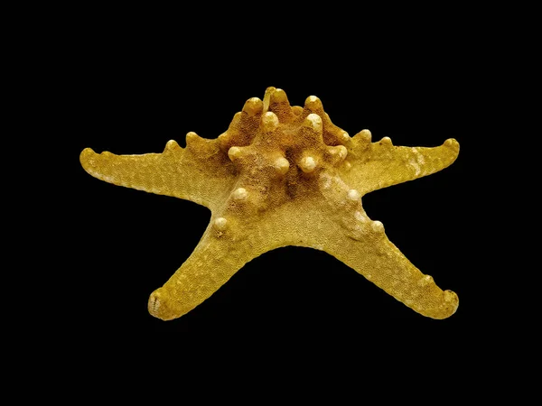 Stuffed Starfish Genus Long Spine Grandes Crecimientos Espalda Los Rayos — Foto de Stock