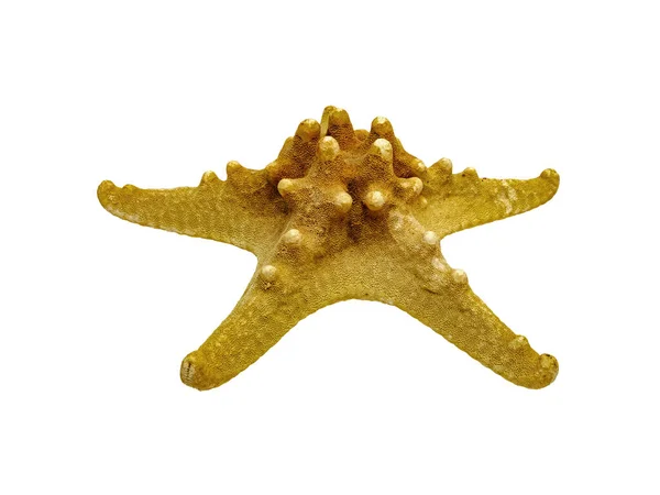 Stuffed Starfish Genus Long Spine Grandes Crecimientos Espalda Los Rayos — Foto de Stock