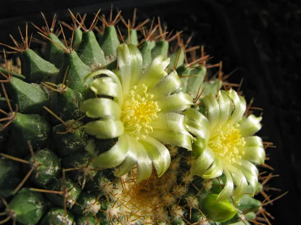 Kaktüs Mammillaria Roseoalba Nın Sarı Yeşil Çiçekleri Siyah Arkaplanda Makro — Stok fotoğraf