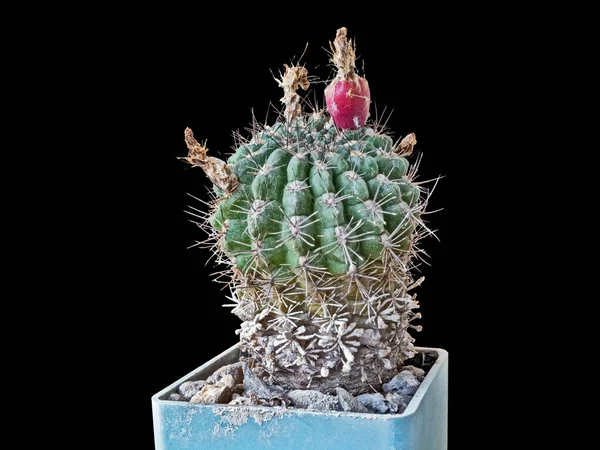 Pyrrocactus Aspillagai Plant, Age 11 Years Old, With A Ripened Fruit After Flowering, The Trunk and Spines in The Lower Part Are Covered with Salt Deposits, Close-Up, Isolated On Black Background