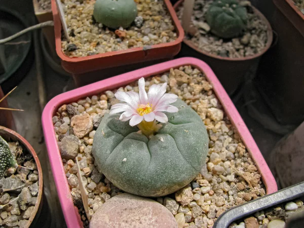 Cactus Plant Lophophora Williamsii Blooms Otherwise Peyote Contains Substance Mescaline — Stock Photo, Image