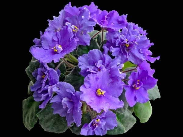 Blommar Violett Uzambar Halvdubbel Hybrid Lila Närbild Detalj Isolerad Svart — Stockfoto