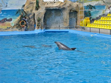 Üç Yunusdan oluşan bir grup Yunus, Yunus Salonu 'nu İncitti. İkisi suyun altında, biri yüzeyde yüzer.