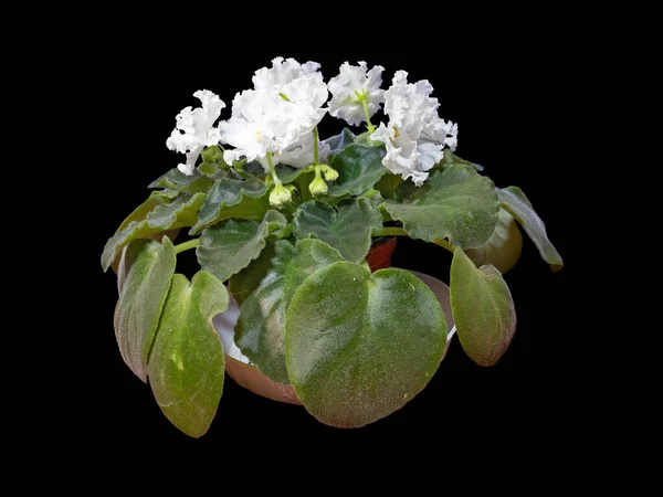 Flores Botões Violeta Uzambara Branco Terry Híbrido Close Macro Shot — Fotografia de Stock