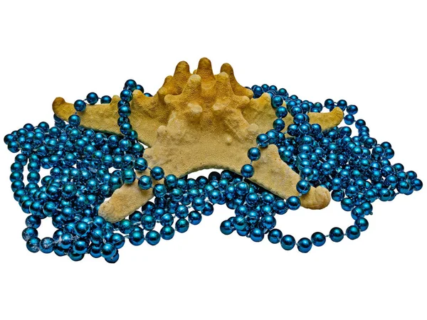 Estrella Mar Columna Vertebral Larga Del Género Enredada Perlas Azules — Foto de Stock
