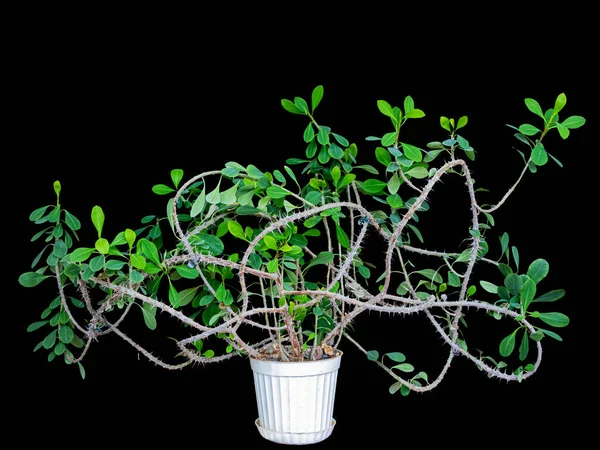 Plant Euphorbia Mile Intricately Braided Branches Home Collection Birthplace Madagascar — Foto de Stock