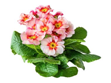 Yeşillik çiçekli kırmızı-pembe, melez, yakın plan. Siyah Arkaplanda İzole Edilmiş 