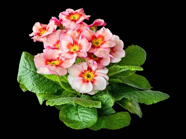 Lush Flowering Primrose Red Pink Hybrid Close Isolated Black Background — Stock Photo, Image