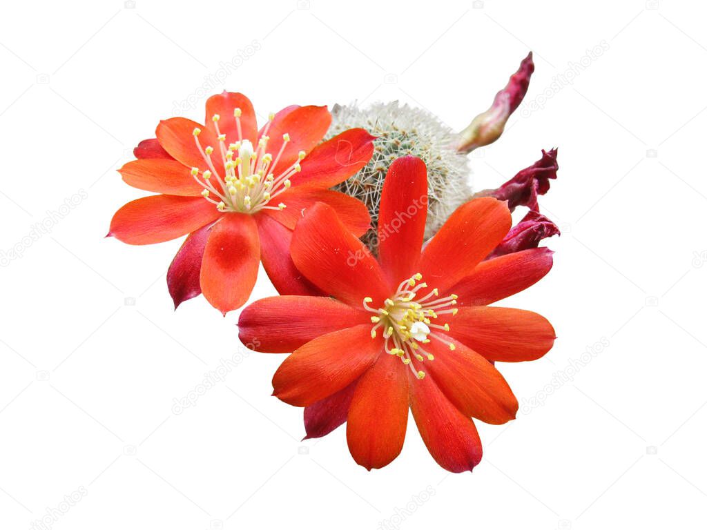 Flowers, Buds and Faded Ovary of a Cactus Rebutia Deminuta, Old Name of Aylostera Deminuta, Close-Up, Isolated On White Background. Homeland Growth South America