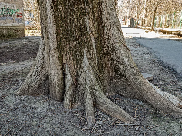 Potężne Zwęglone Korzenie Starego Drzewa Cling Szczelnie Ziemi Sąsiednim Obszarze — Zdjęcie stockowe