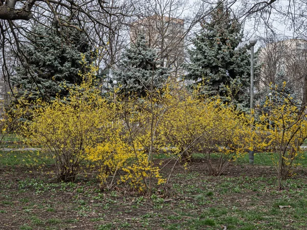 Vårblomning Forsythia Buske Latinskt Namn Tomterna Den Gröna Zonen Bostadsområdet — Stockfoto